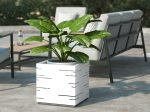 Litchi - Image 5